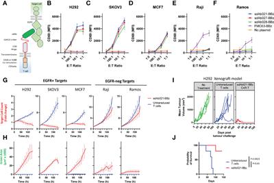 Programmable Attenuation of Antigenic Sensitivity for a Nanobody-Based EGFR Chimeric Antigen Receptor Through Hinge Domain Truncation